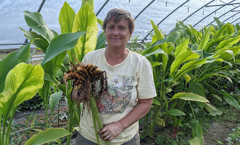 Person in greenhouse holding harvested turmeric rhizomes with soil-covered roots