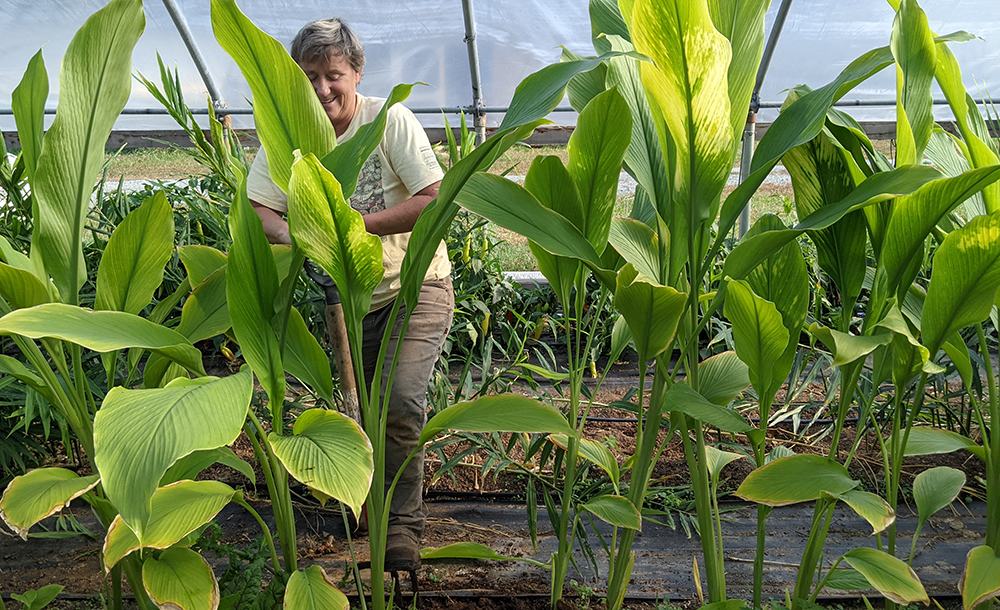 Person using a shovel tending tall leafy plants inside a greenhouse