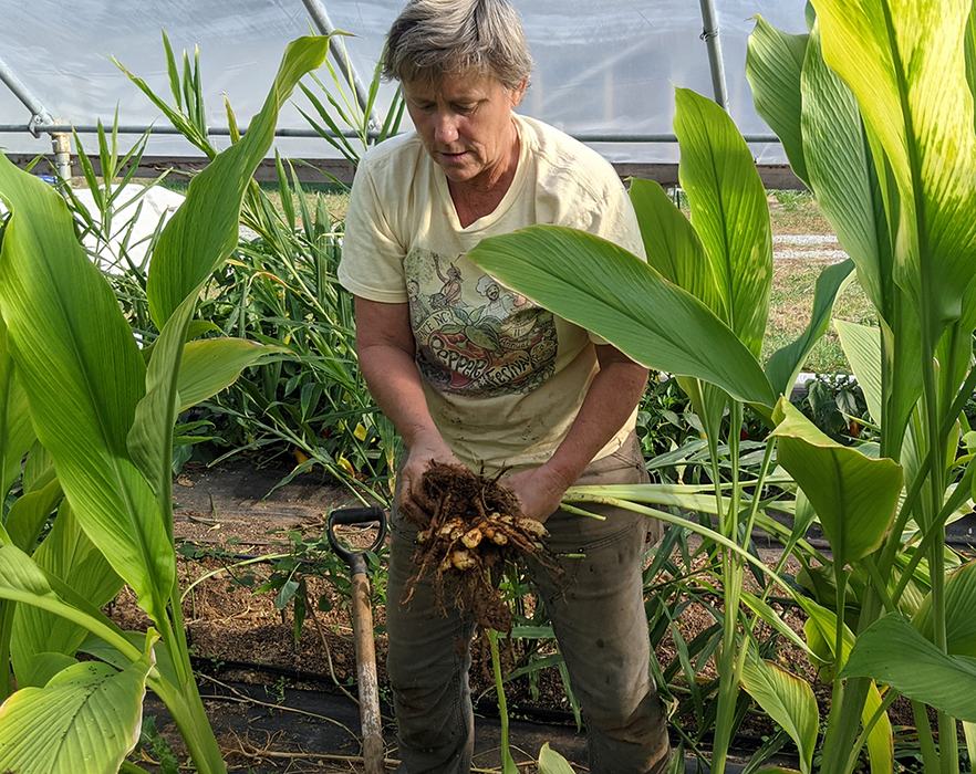 Person holding freshly dug clump of ginger rhizomes in a greenhouse among green leaves