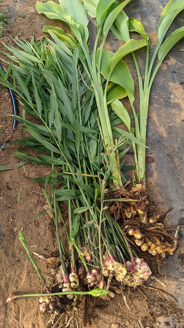 Freshly dug ginger rhizomes with attached stems and long green leaves on soil