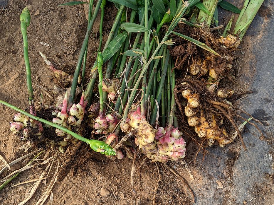 Freshly harvested ginger rhizomes with stems and clinging soil