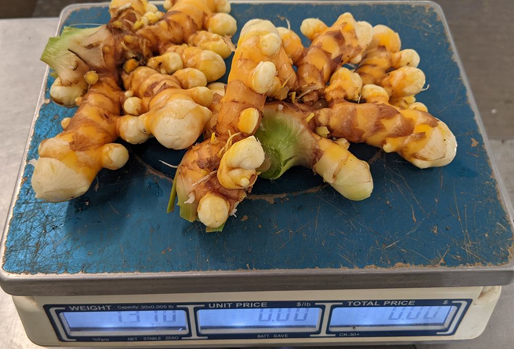 Turmeric roots on a digital scale, weight display reads 1.310