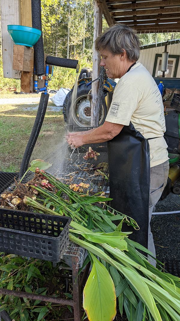 Person rinsing harvested ginger rhizomes and green leaves at outdoor wash station