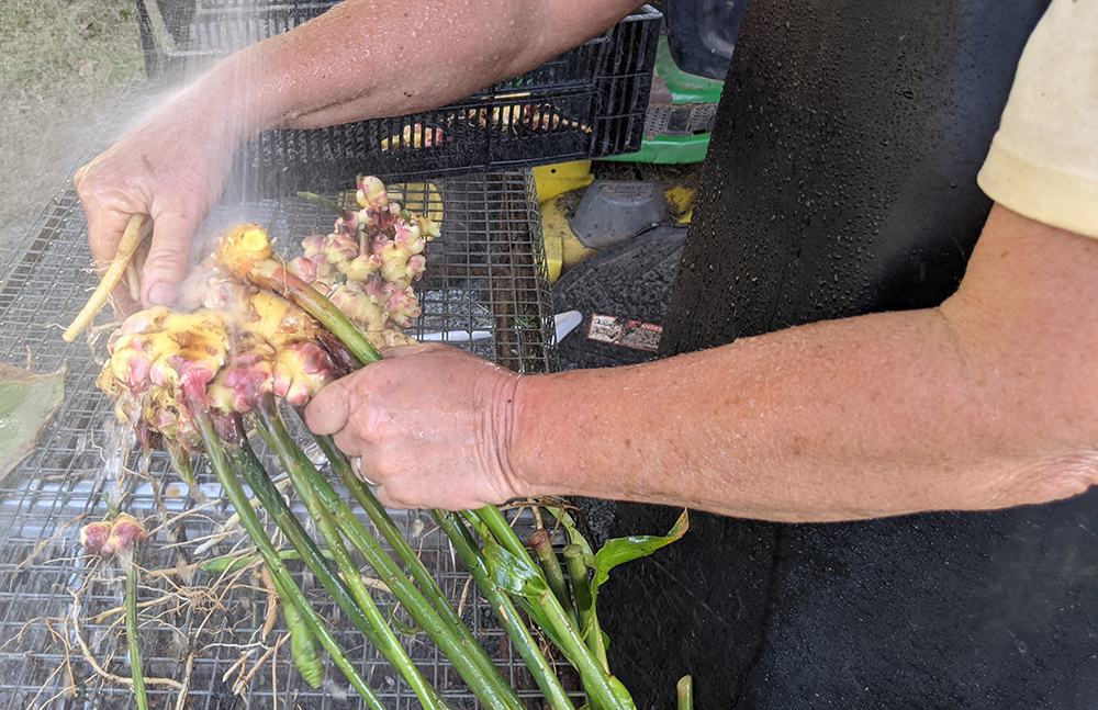 Hands washing freshly harvested ginger roots and stems under running spray