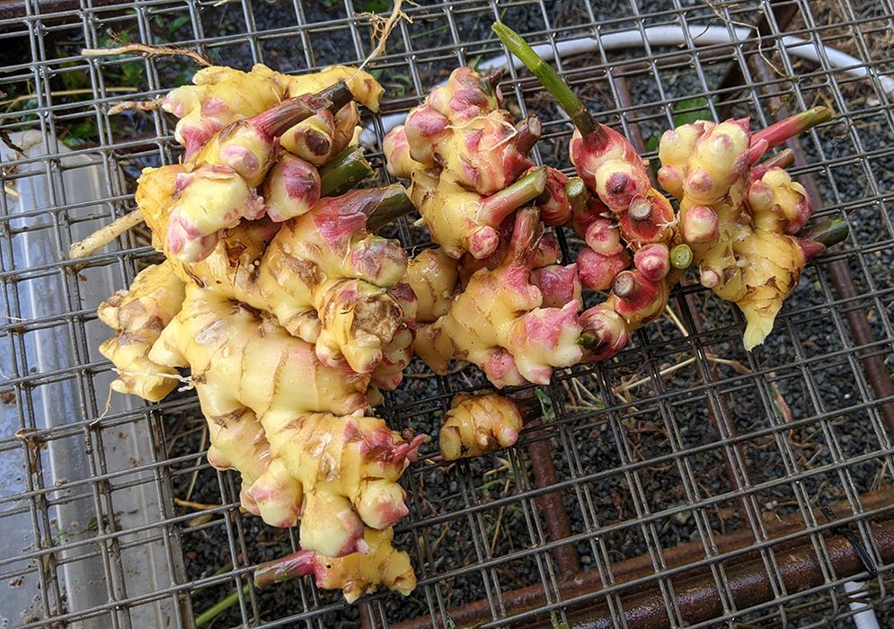 Ginger and Turmeric a High Value Crop for Local Growers - Growing Small  Farms | NC State Extension