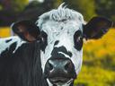 cow in a field