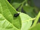 Red-headed flea beetle on leaf