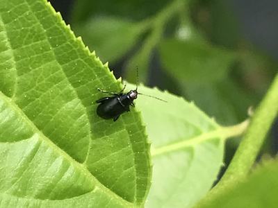 Red-headed flea beetle on leaf