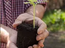 Hands holding a soil plug with a small green seedling