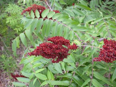 Smooth sumac bush seeds