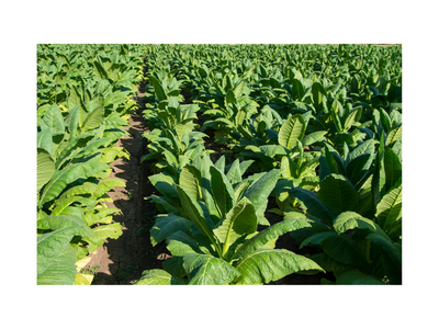 Tobacco