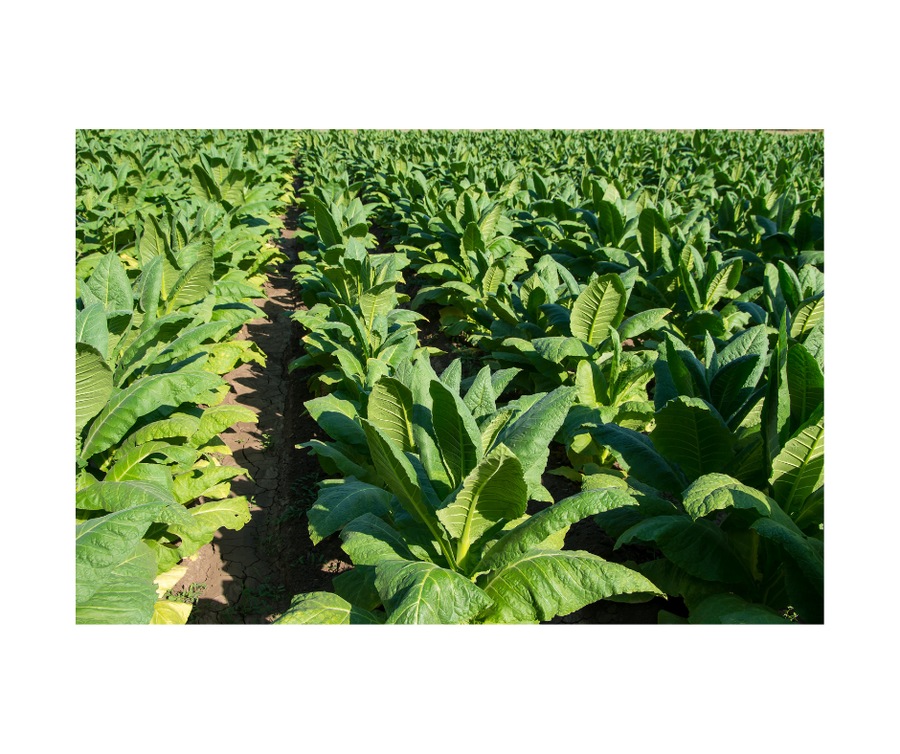 Tobacco