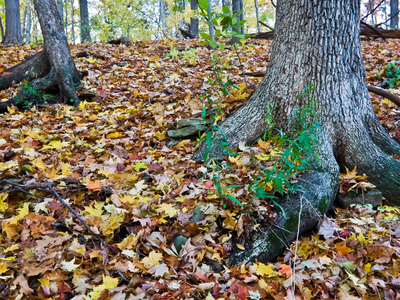 Tree Roots