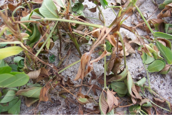 Image of dying peanuts due to zinc toxixity