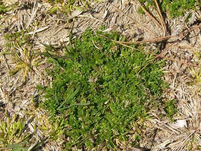 Green mossy groundcover patch surrounded by dry grass and straw