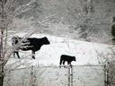 Black cow and calf walking on a snowy hillside above a chain-link fence