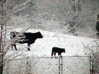 Black cow and calf walking on a snowy hillside above a chain-link fence