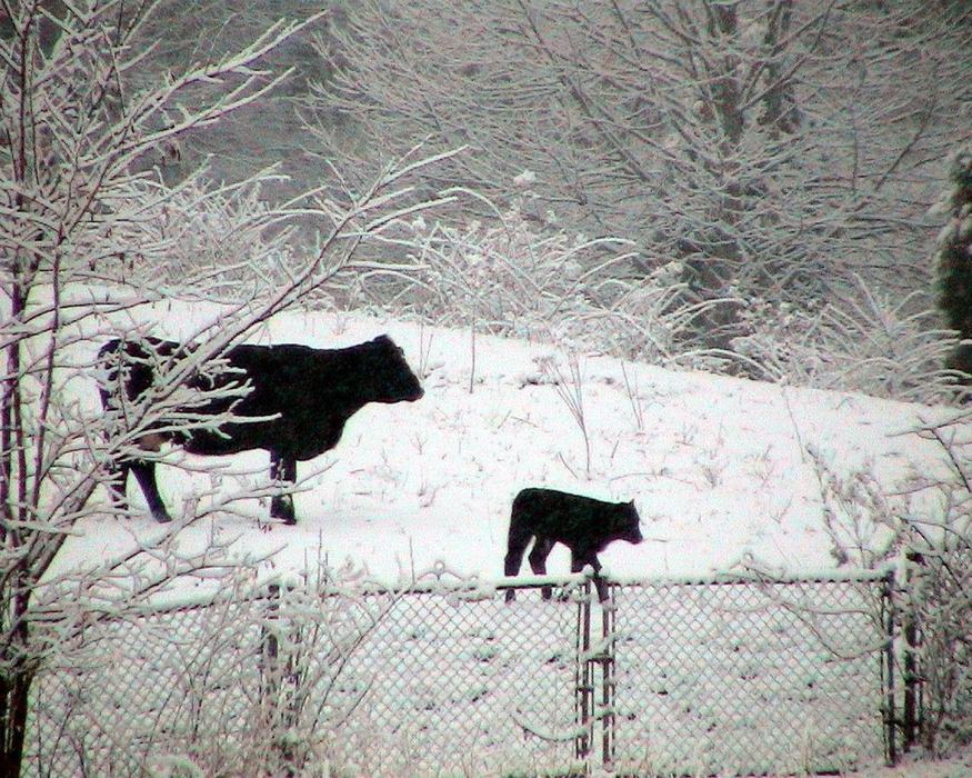Black cow and calf walking on a snowy hillside above a chain-link fence