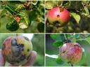 apples