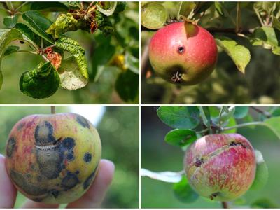 apples
