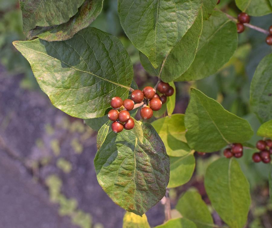 dogwood berries ripening