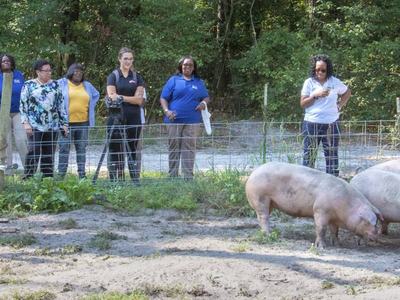 People behind a fence observing pigs feeding from a trough in an outdoor pen