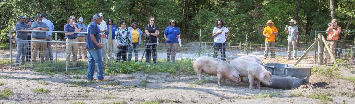 People looking at hogs