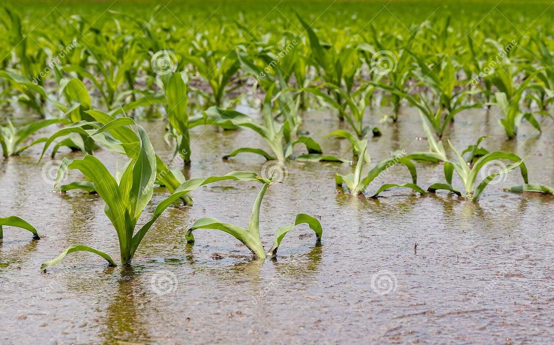 corn