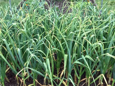 garlic