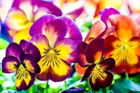 Pansies