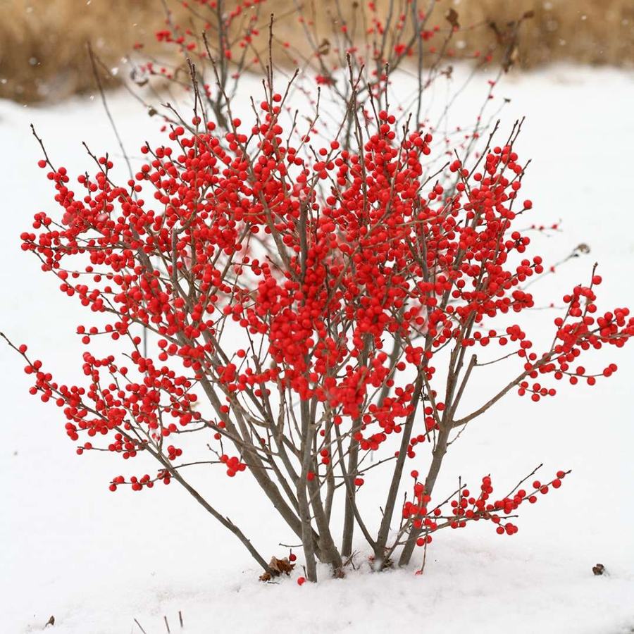 Winterberry Holly