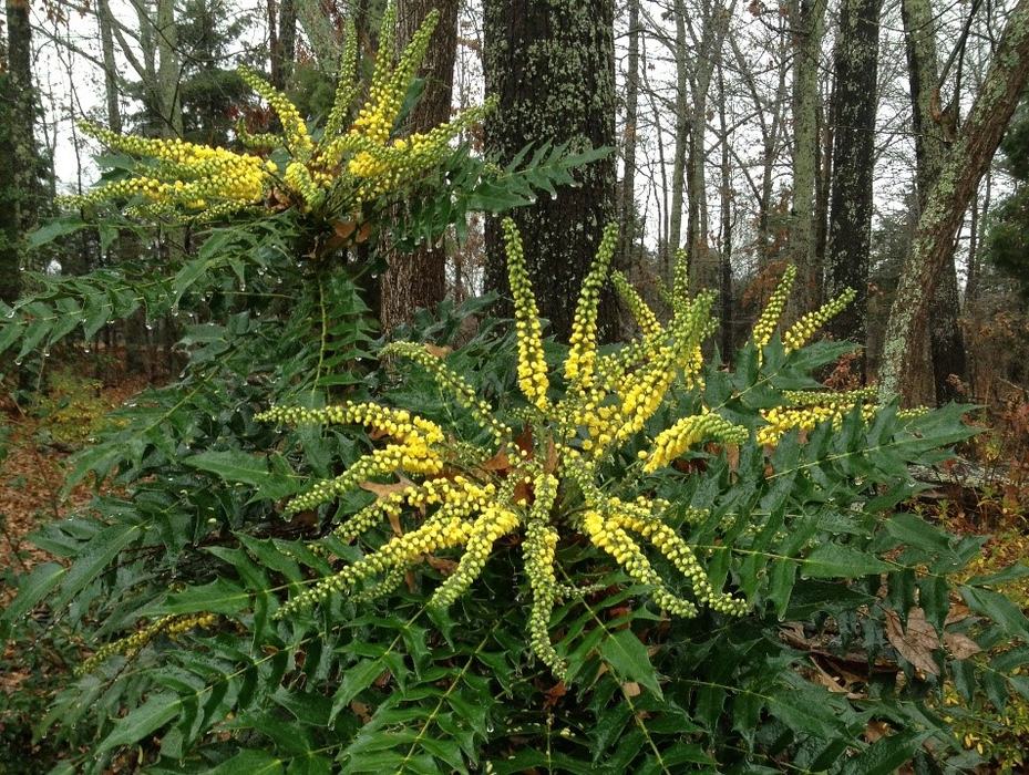 image of a mahonia
