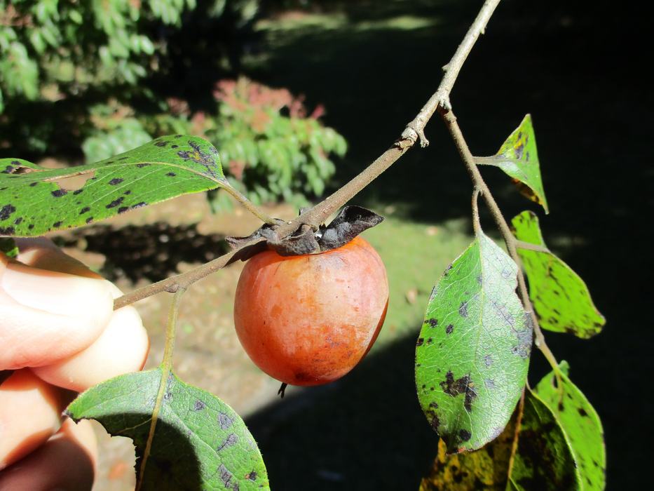Ripe persimmon fruit