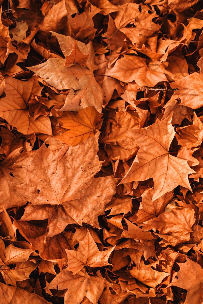 orange fall leaves
