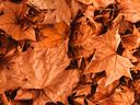 Image of orange fall leaves