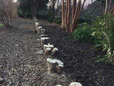 renewal pruning of overgrown hollies
