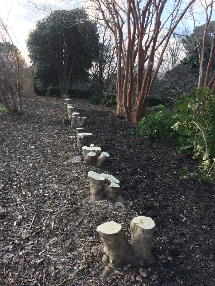 renewal pruning of overgrown hollies