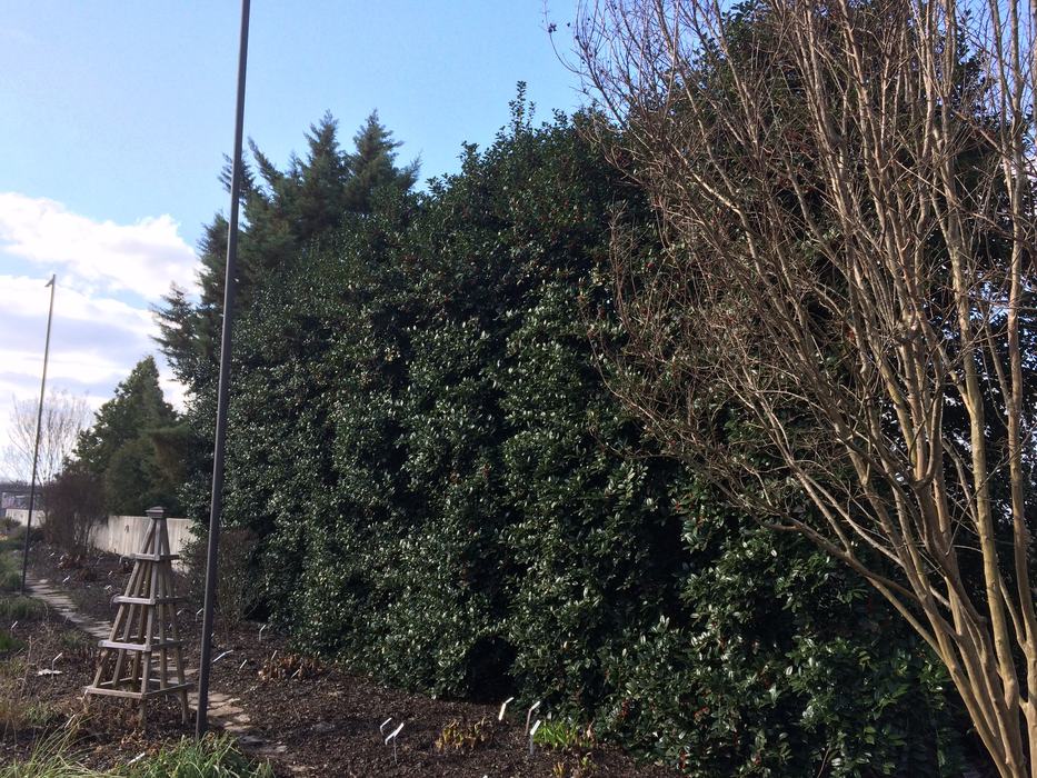 big holly hedge