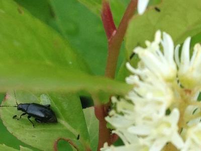Black beetle on a green leaf next to a white bottlebrush-like flower cluster