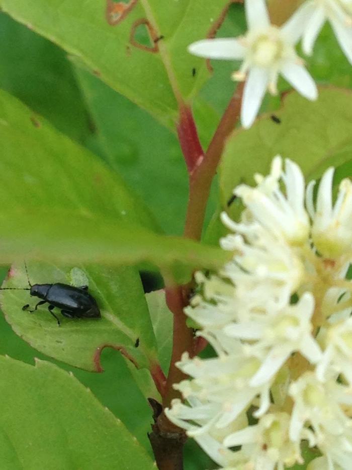 Bug on leaf