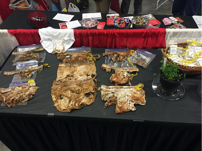 Exhibit table with labeled decomposed plant root samples in plastic bags and a potted plant