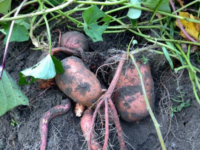 sweet potatoes in a field