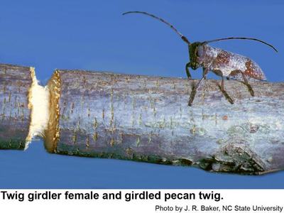 bug on twig
