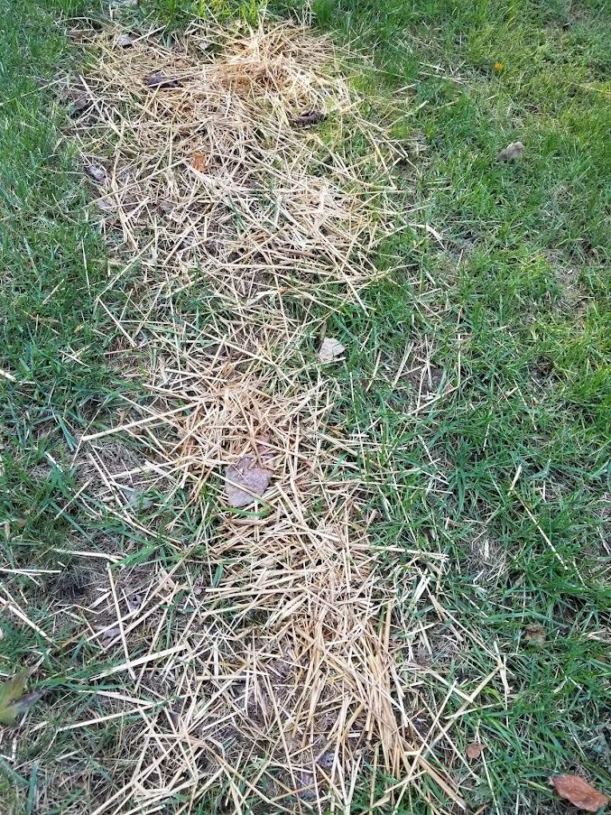 Weed free straw improves germination and early seedling survival by helping hold moisture in the soil. However, too much can be detrimental. If you can't see the soil below the straw, then too much has been applied. (Credit: Darrell Blackwelder)