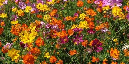 A field of a variety of blooming wildflowers.