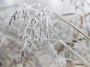 frozen plant