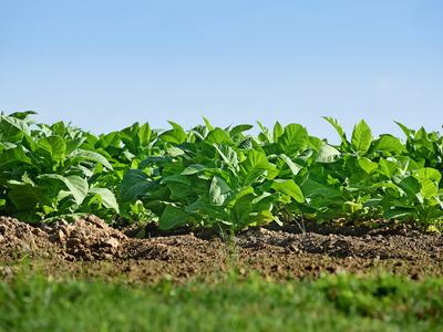Tobacco plants
