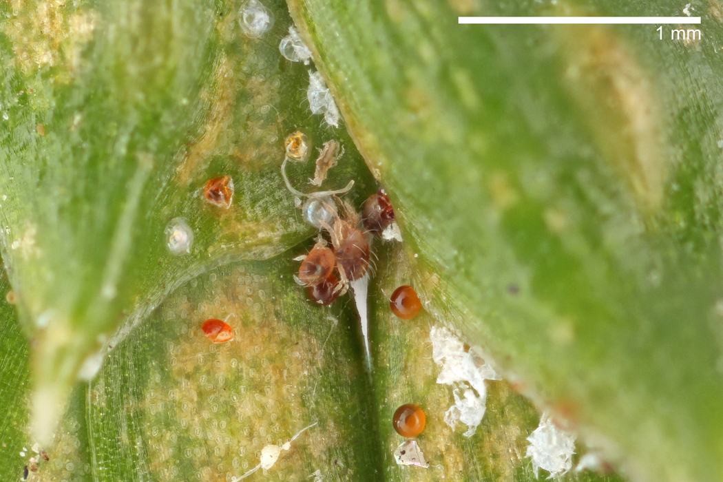 Spruce spider mites (Oligonychus ununguis), shed skins, and eggs/egg shells among the needles of an arborvitae.