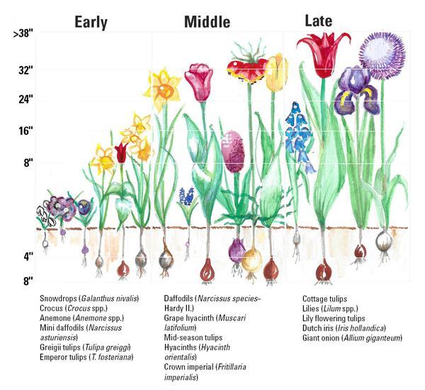 Planting chart