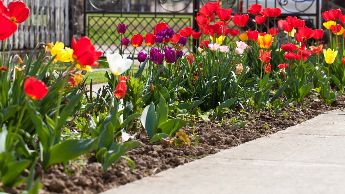 Flowers in garden